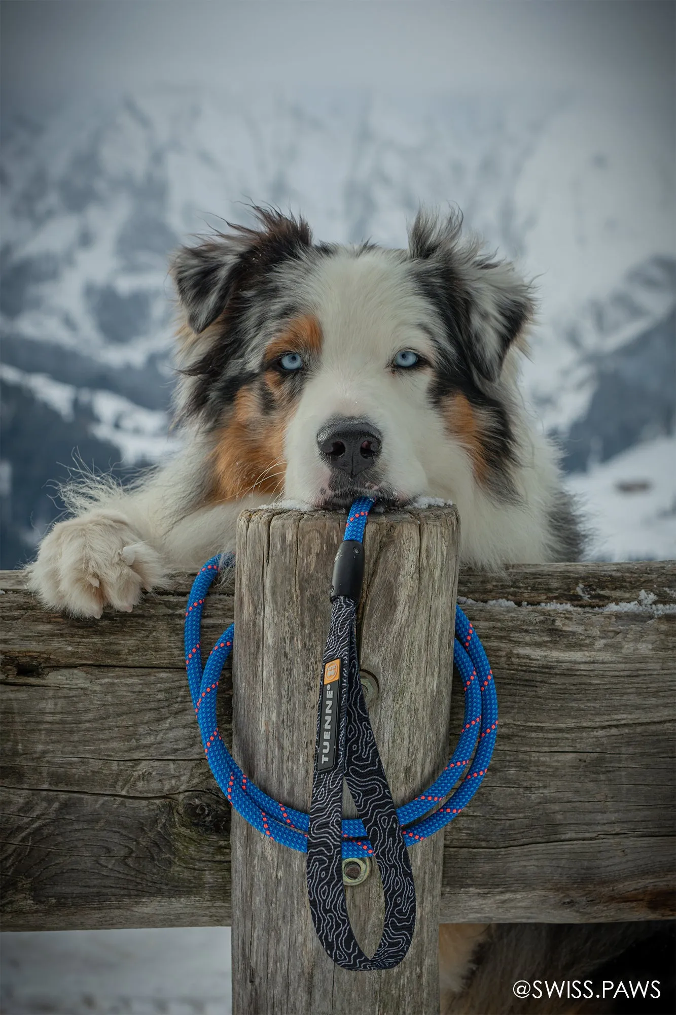 Super Long Dog Leash